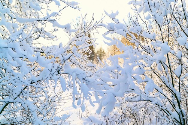 雪に覆われた冬の森レニングラード地方フセヴォロシュスク