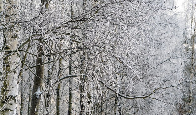 雪に覆われた冬の森レニングラード地方フセヴォロシュスク