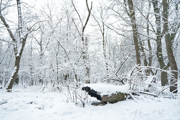 雪に覆われた冬の森の風景。新雪に覆われた古い倒れた丸太。
