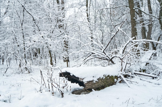 Paesaggio innevato della foresta di inverno. vecchio ceppo caduto coperto di neve fresca.