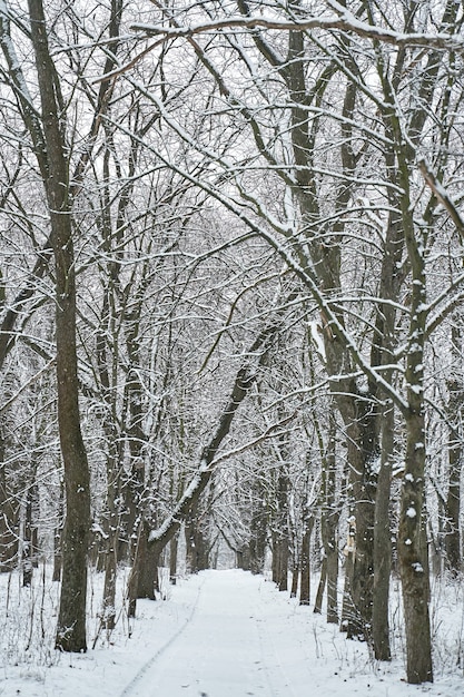 Foto paesaggio innevato della foresta di inverno. fiaba d'inverno