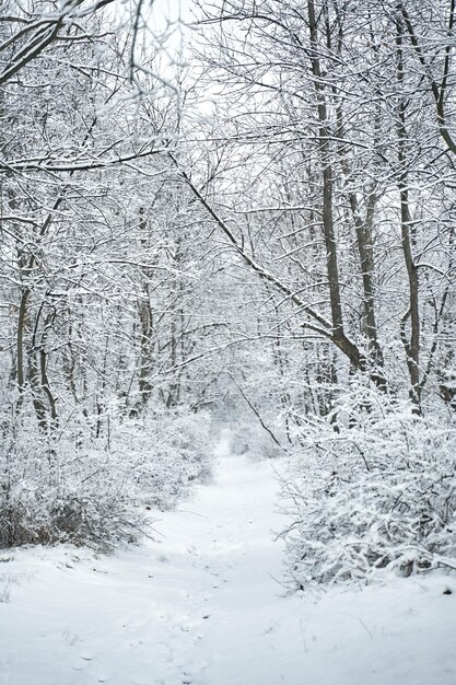 雪に覆われた冬の森の風景。冬のおとぎ話。