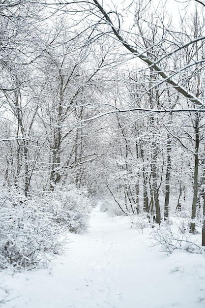 Snow covered winter forest scenery. Winter fairytale.