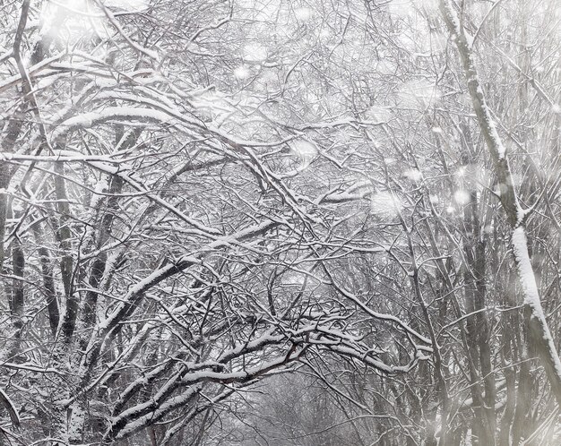 雪に覆われたウィンターパークとベンチ。アヒルやハトに餌をやる公園や桟橋。最初の雪が秋の公園を覆った。