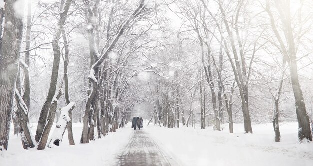 Заснеженный зимний парк и скамейки. Парк и пирс для кормления уток и голубей. Первый снег покрыл осенний парк.