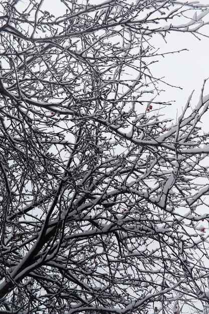 雪に覆われたウィンターパークとベンチ。アヒルやハトに餌をやる公園や桟橋。最初の雪が秋の公園を覆った。