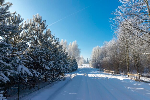 Snow covered winter road lined with frosty white trees receding into the distance on a sunny day