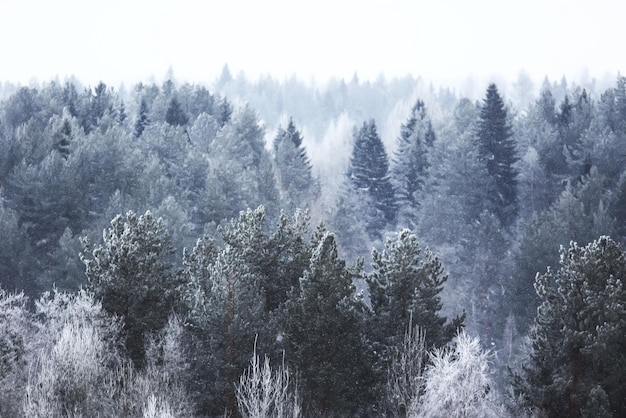 Snow-covered winter russian forest