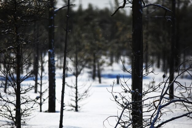 Snow-covered winter russian forest