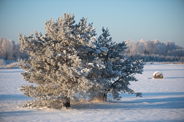 Snow covered winter trees and hay bale on snowy field