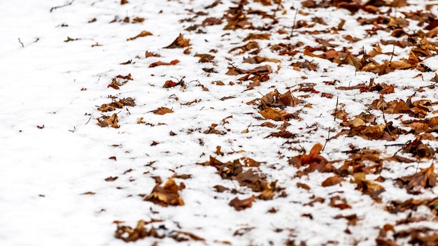 Snow-covered withered leaves in the forest on the ground, winter background