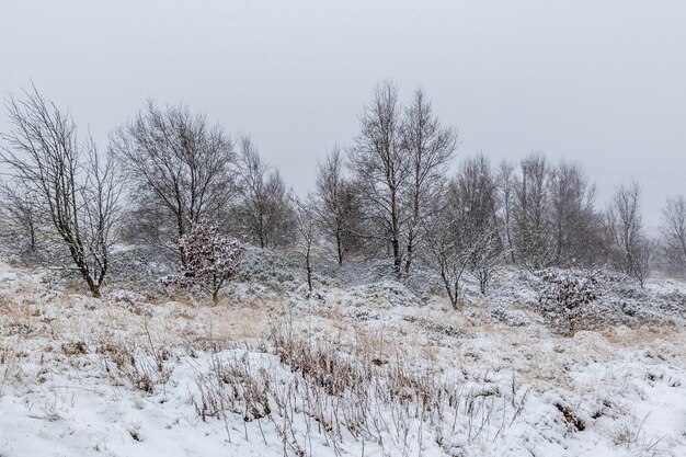 Snow covers the landscape