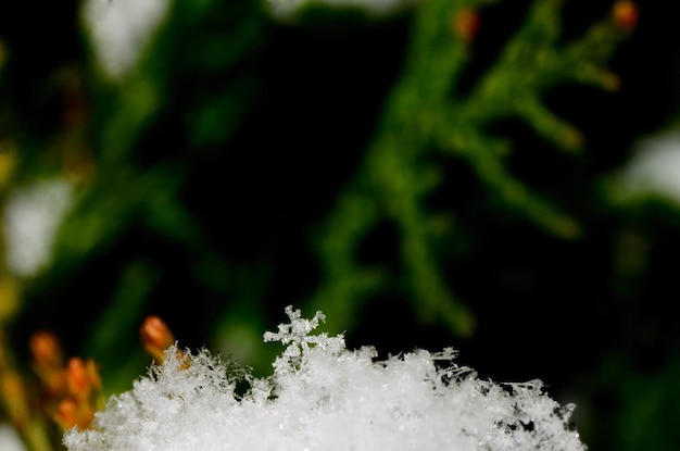 Snow crystals in green shrub