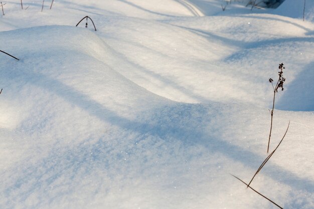 Snow drifts in the winterseason, pieces of grass and tree branches sticking out through the snow, natural phenomena associated with the winter season, frosty post-snow weather