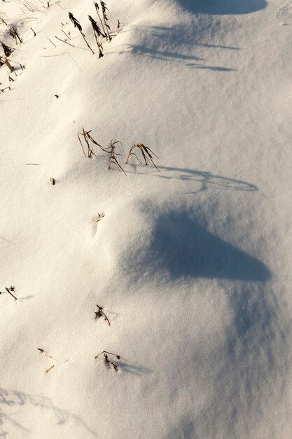 Snow drifts in the winterseason, pieces of grass and tree branches sticking out through the snow