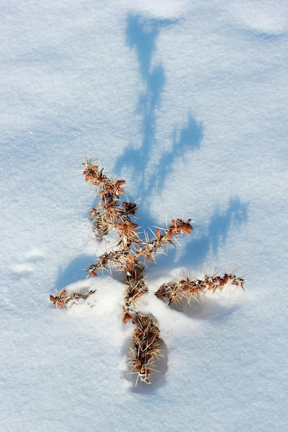 Snow and dry thorn