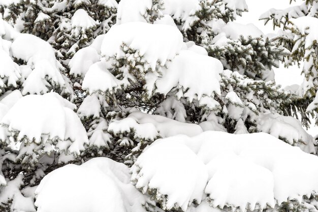 森の常緑樹に雪が降る