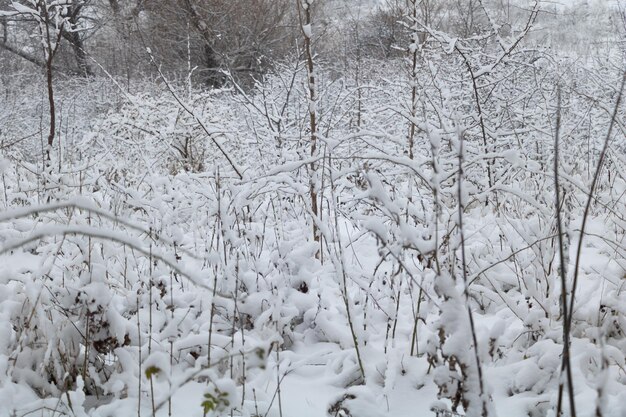 Snow fall over the branches in the nature