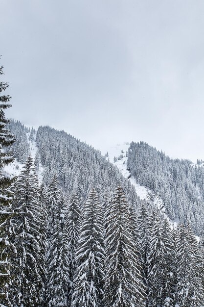 Neve che cade nella bellissima pineta. fantastico paesaggio invernale