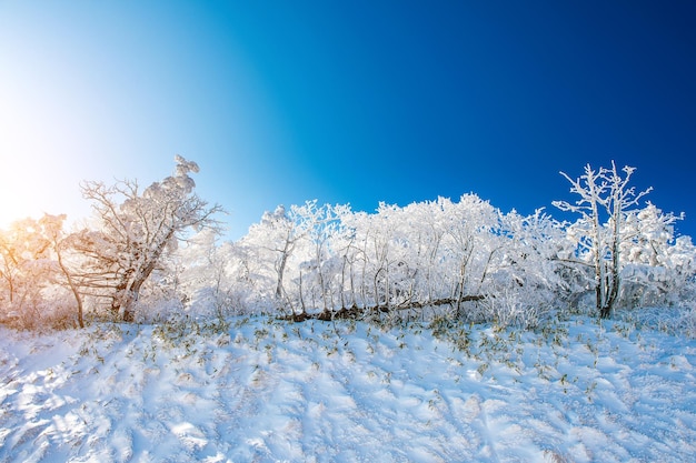 明るい青い空に照らされた野原の雪