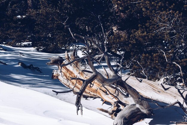 冬の野原の雪