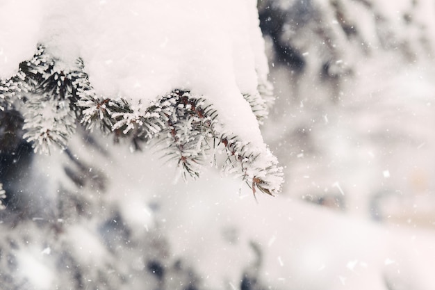 Foto neve sui rami di abete in inverno