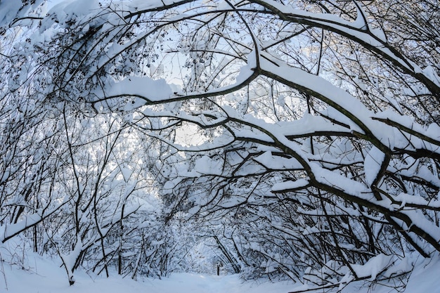 Снег в лесу