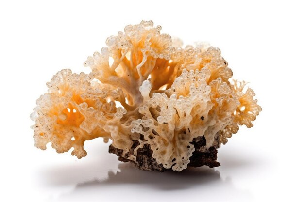 Снежный гриб Tremella Fuciformis на белом фоне Генеративный AI