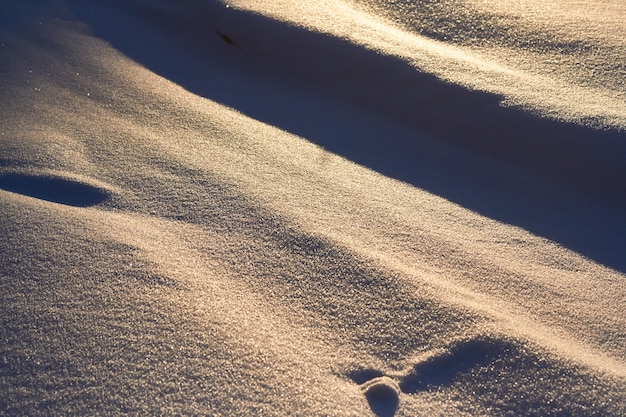 写真 雪が太陽の下で輝き、夜は森の中で。クリスマス、新年、休日前の朝の素晴らしい気分。クリスマスの背景。