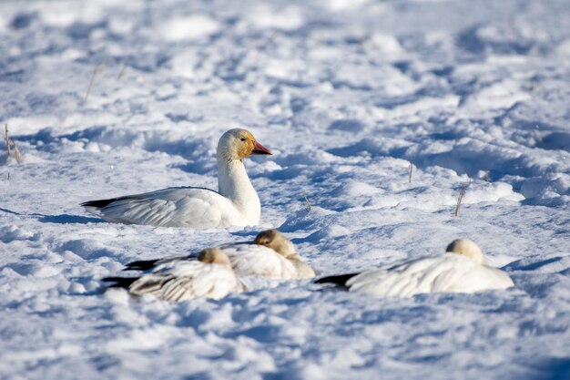 Photo snow goose anser caerulescens resting in the snow in the sunshine