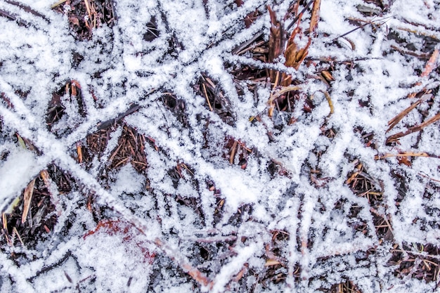 雪の上の草の質感