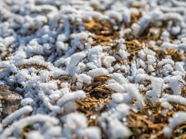 アイスランドの選択的な焦点と背景のための冬の季節の草の雪