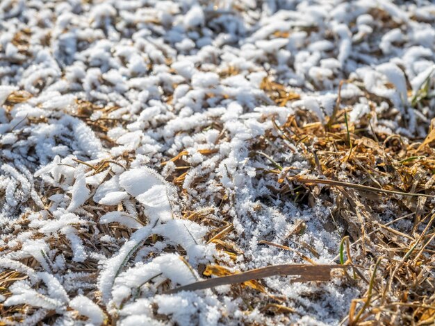 選択的な焦点と背景のための冬の季節の草の雪