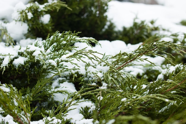 常緑低木の緑の枝に雪が降る