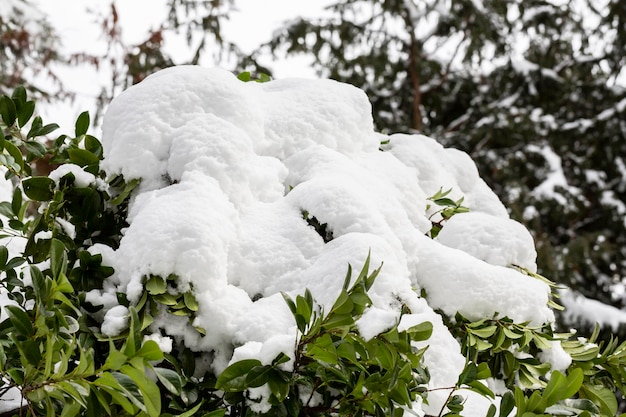 緑の葉に雪が降る最初の雪が降った後、木と低木が雪片で覆われています