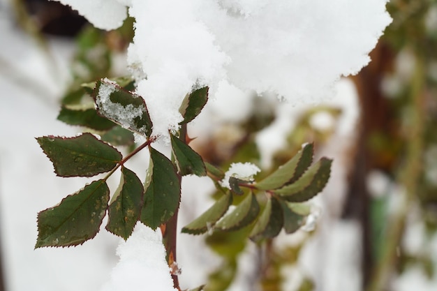 Snow on green leaves of plants in the garden