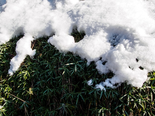 snow on the green leaves in sunny day