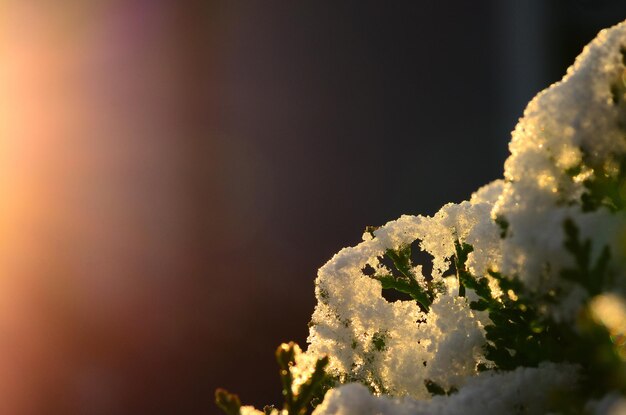 緑の低木に雪が降る