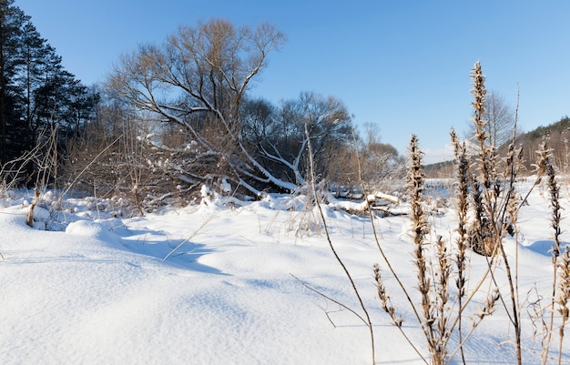 Snow and ice-covered grass and other plants in winter