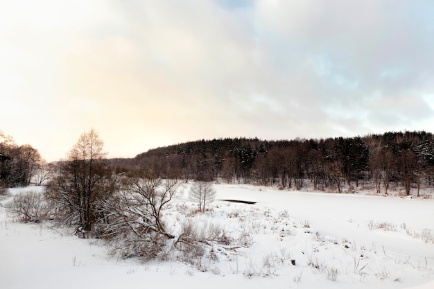 Snow and ice-covered grass and other plants in winter