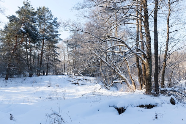 Snow and ice-covered trees and other plants in winter