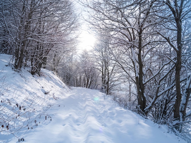 写真 イタリア アルプスの雪 雪に覆われた森と雪を頂いた山の頂上の牧歌的な村の美しい景色 ピエモンテ州イタリア