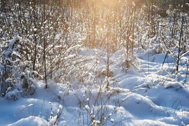 Snow landscape sunny winter weather background