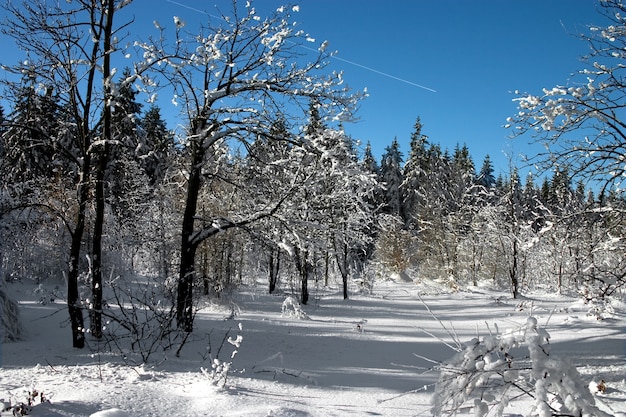 Снежный пейзаж с деревьями