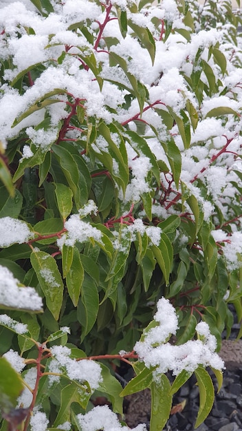 木々や茂みの葉に雪が降る。冬の自然な背景。