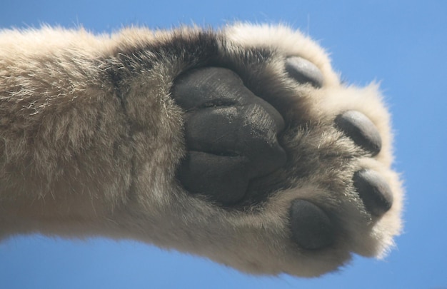 Photo snow leopard body part