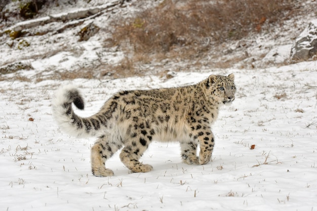 Snow Leopard Cub Walking through the Snow