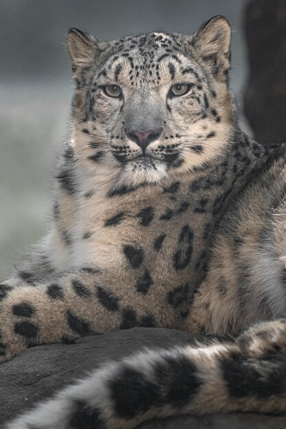 Photo snow leopard irbis