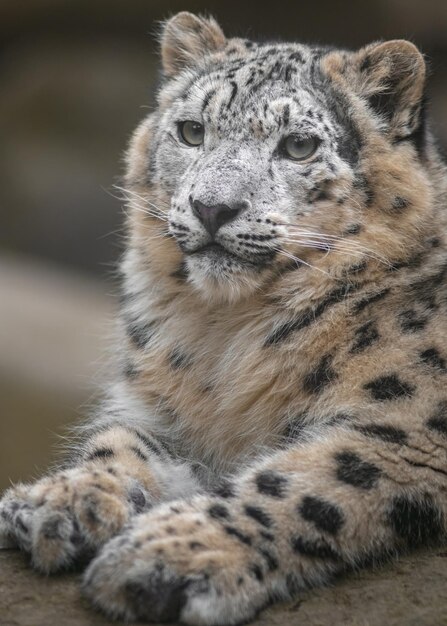 Photo snow leopard irbis