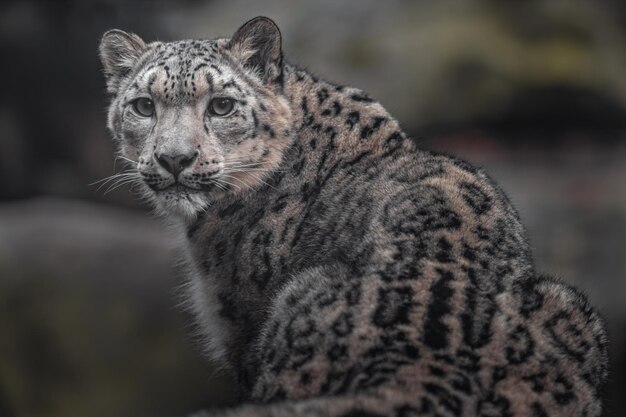 Photo snow leopard irbis